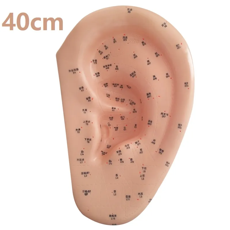 40cm EAR MODEL AURICULAR ACUPUNCTURE ACUPOINTS CHINESE CHARACTERS ENGLISH CODE