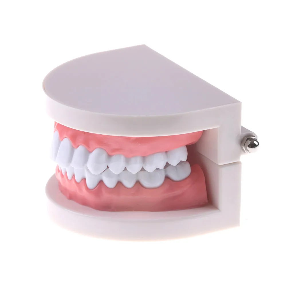 Metal cfb playoff bracket Dental Orthodontic Teeth Model for School ...