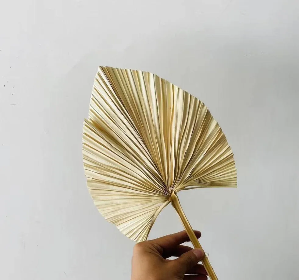 5pcslotDried Natural Palm LeavesDiy Real Display Palm Fan Leaf för Art Wall Hanging Wedding Party Arrange Flowers Decoration Y14086790