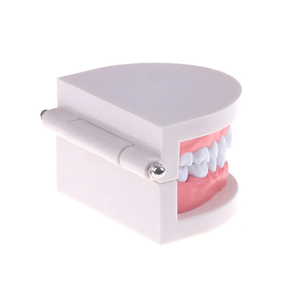Metal cfb playoff bracket Dental Orthodontic Teeth Model for School ...