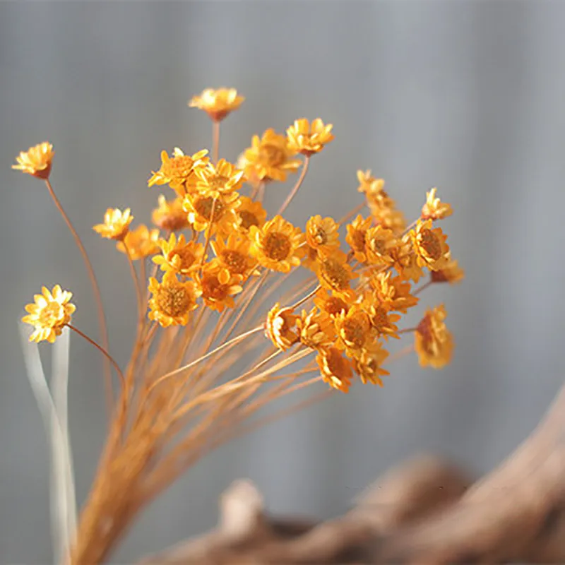 50pcs / bouquet étoile chrysanthemum fleur séchée mini matériaux floraux de marguerite