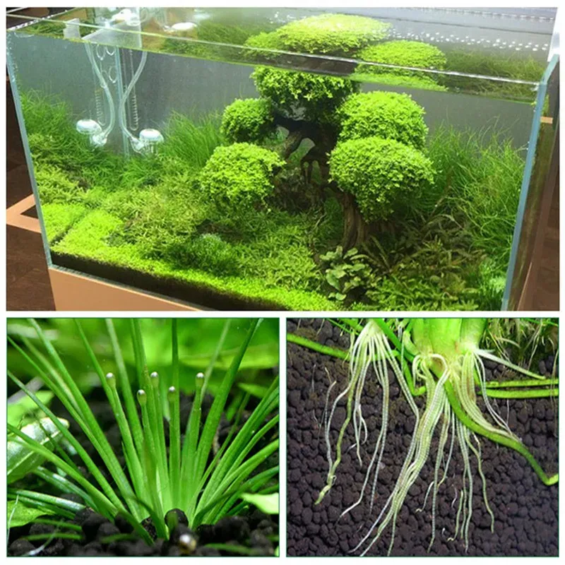 olivenbaum im topf oder einpflanzen Großer Olivenbaum, 100-110cm – Green Me Up main image 1
