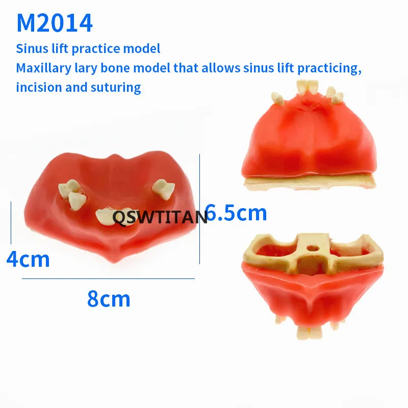 Sinus Lift Practice Model - Dental Instruments