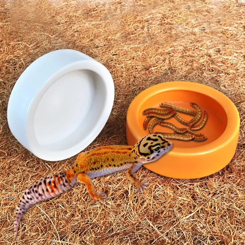 Bols reptiles Terrarium alimentant le ver de vers de vers de galiers reptiles fleurières à vaisselle bol en céramique pour grenouille rat de serpent gecko