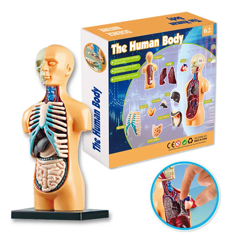 Anatomiemodell für Kinder Human Torso Anatomie Modell Abnehmbares menschliches Körpermodell für Medizinstudentische Bildungswissenschaft Lernen 1pc