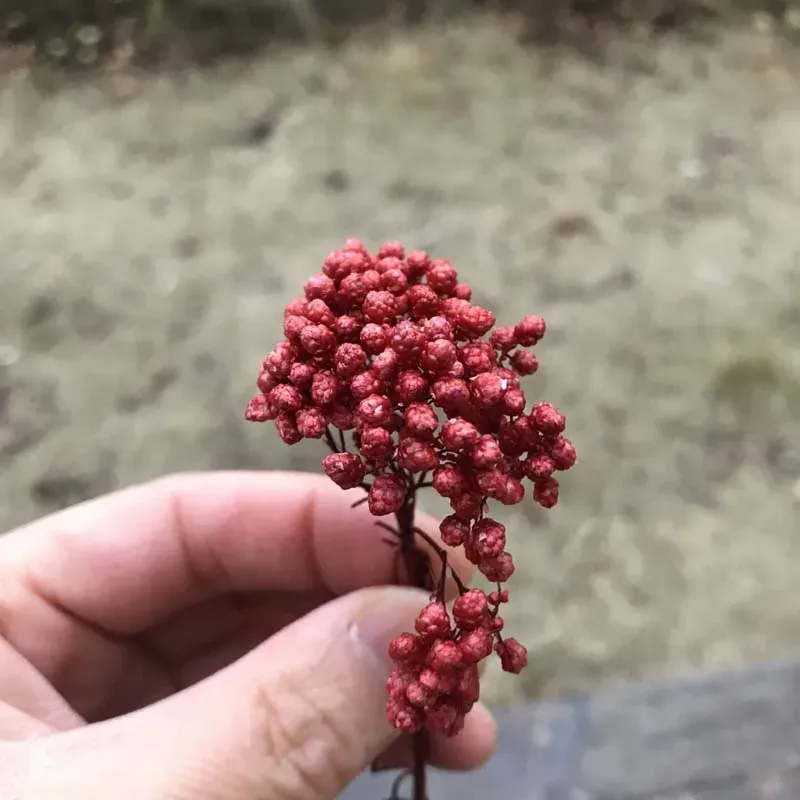 Il colore specificato non è accettato, colore casuale !!!Teste di fiori di miglio conservato fresco asciugato naturale, fiore di riso asciutto eterno