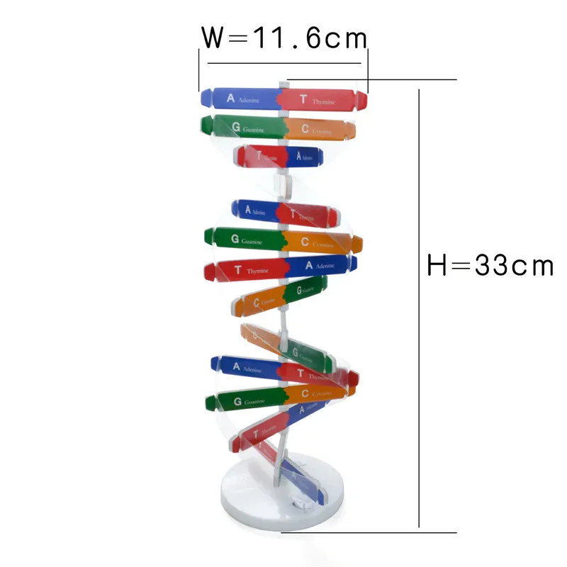 Popular Science Teaching Toys Human Gene DNA Double Helix Model Diy Biological Science Experimenteel onderwijsspeelgoed voor kinderen