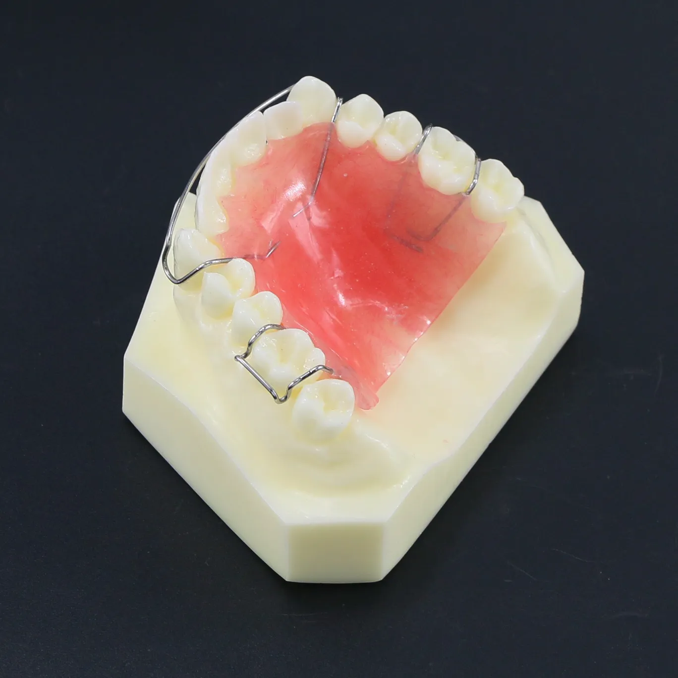 Trattamento ortodontico dentale Denti denti Modello typodont m3007 con fermo hawley per studio di studio di laboratorio dentale