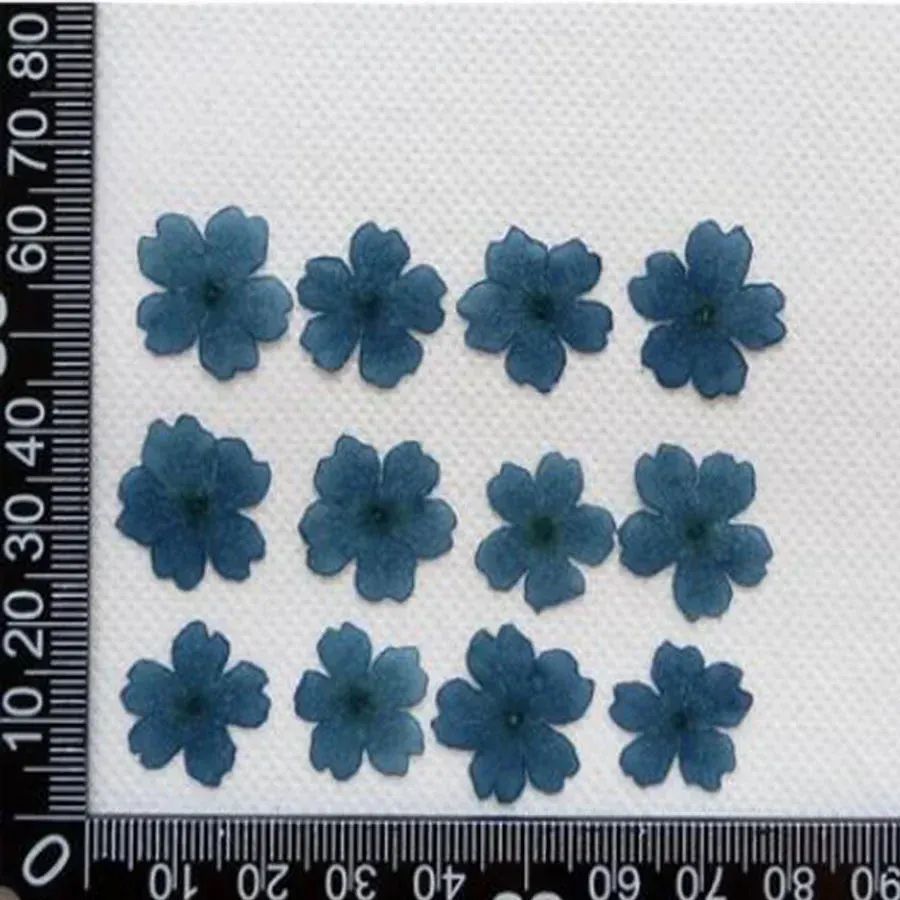 60pcs premuto Erbario a fiori tinti/naturale Verbena Flower Pianta per il telaio di gioielli Telefono Telefono Case di segnalibri Clearcard Craft fai -da -te