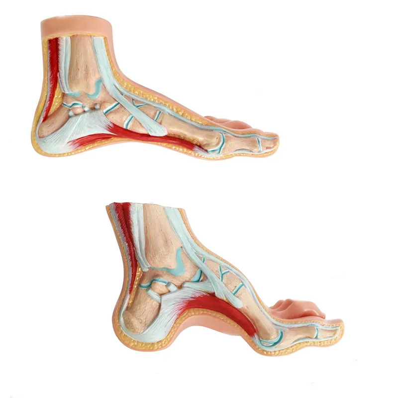 Normal Toes Human Medivisuals Normal Foot Anatomy Exhibits