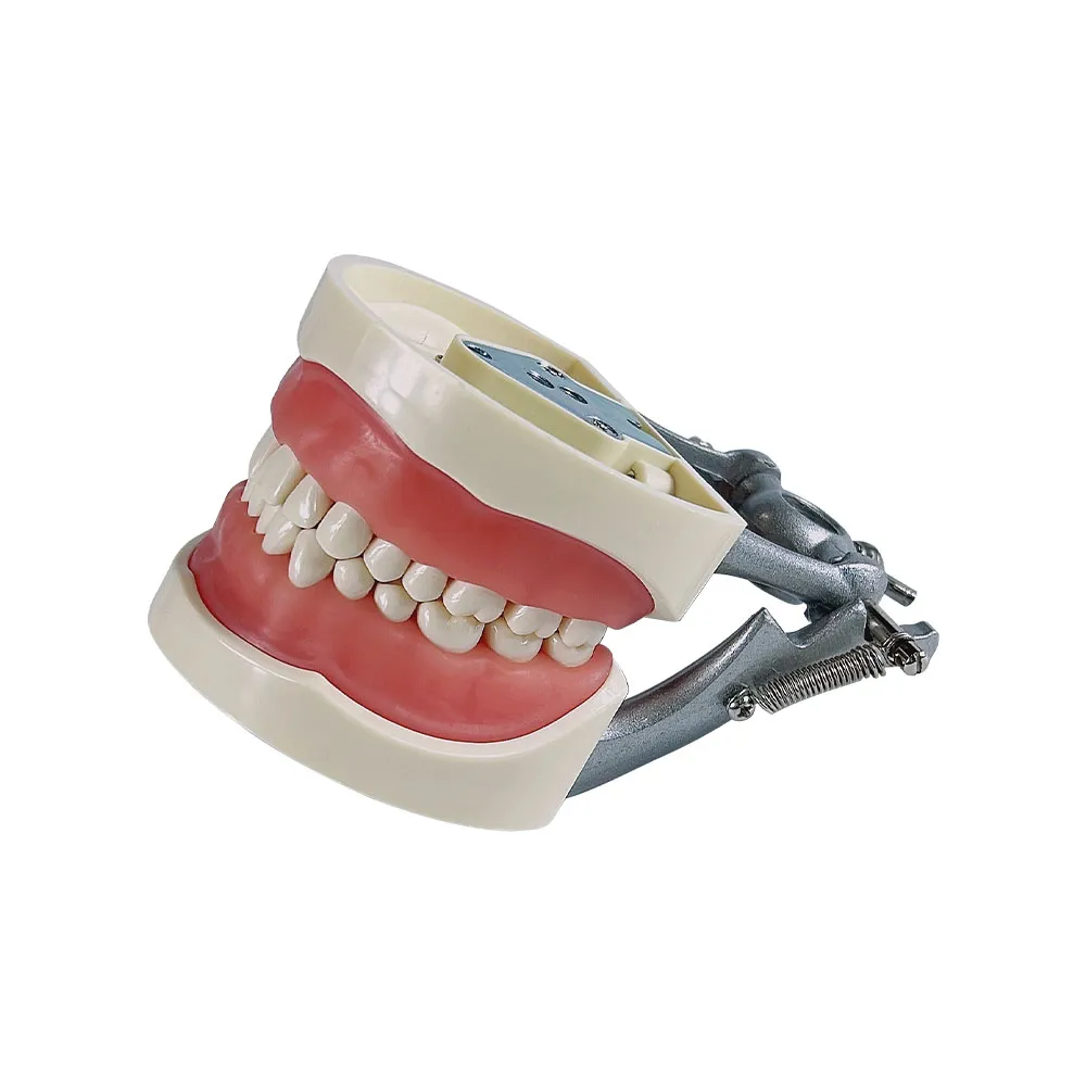 Modèle de dents de dents dentiste Modèle d'étudiant pour l'enseignement Pratique de formation Norme 32 DENTS TYPODONT Modèle de laboratoire dentaire