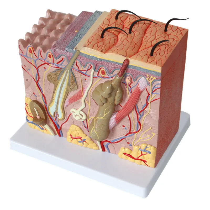 35 volte la pelle umana allargata Struttura dello strato di capelli Struttura anatomica Modello anatomico Layout Face Modello di anatomia anatomia del viso