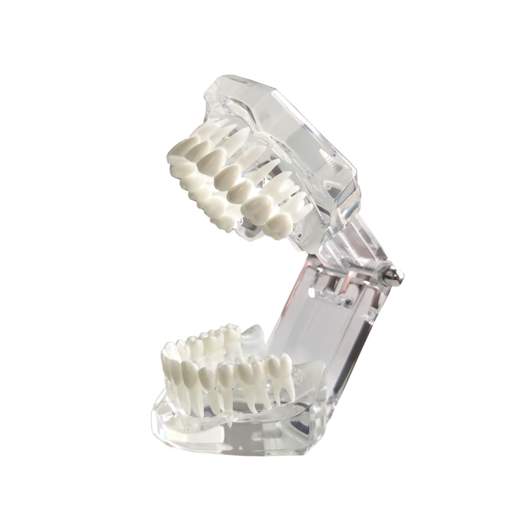 Dental Teeth Model Ny tandläkare 1: 1 Lärarmodell Blue/Clear Studying Borning Flasing Standard Typodont Demo Teach