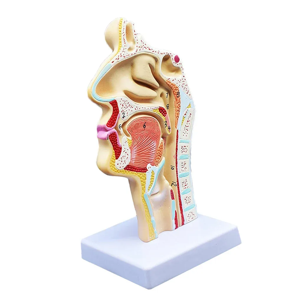 Nosowe gardło anatomia głowica Anatomia Anatomia Elephaede i gardło naczyniowe model nerwu narzędzia do nauki szkolnej