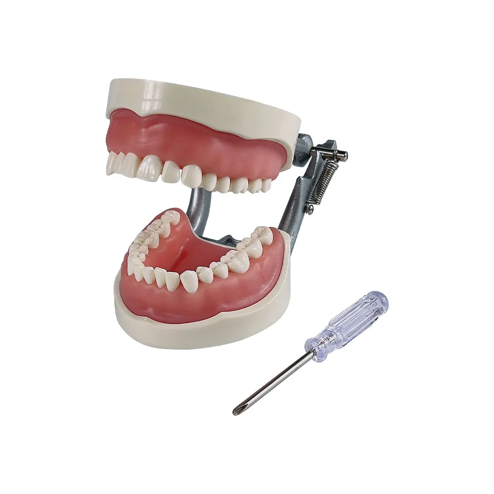 Modèle de dents de dents dentiste Modèle d'étudiant pour l'enseignement Pratique de formation Norme 32 DENTS TYPODONT Modèle de laboratoire dentaire