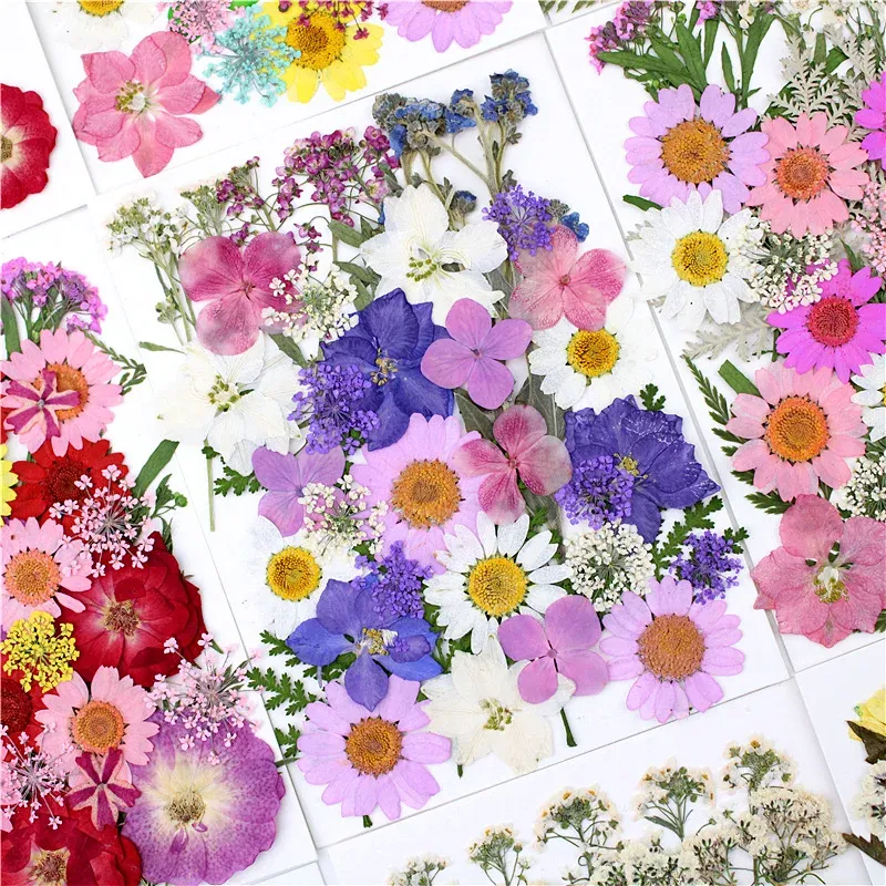 Färgglada pressade blommor hartsmögelfyllningar Torkade blommor Daisy Dry Plant för DIY -smycken som gör hantverk Nagelkonst Beauty Decal