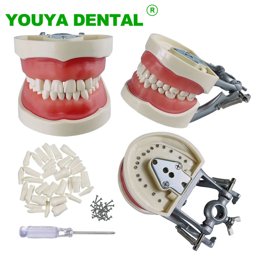 Modèle de dents de dents dentiste Modèle d'étudiant pour l'enseignement Pratique de formation Norme 32 DENTS TYPODONT Modèle de laboratoire dentaire