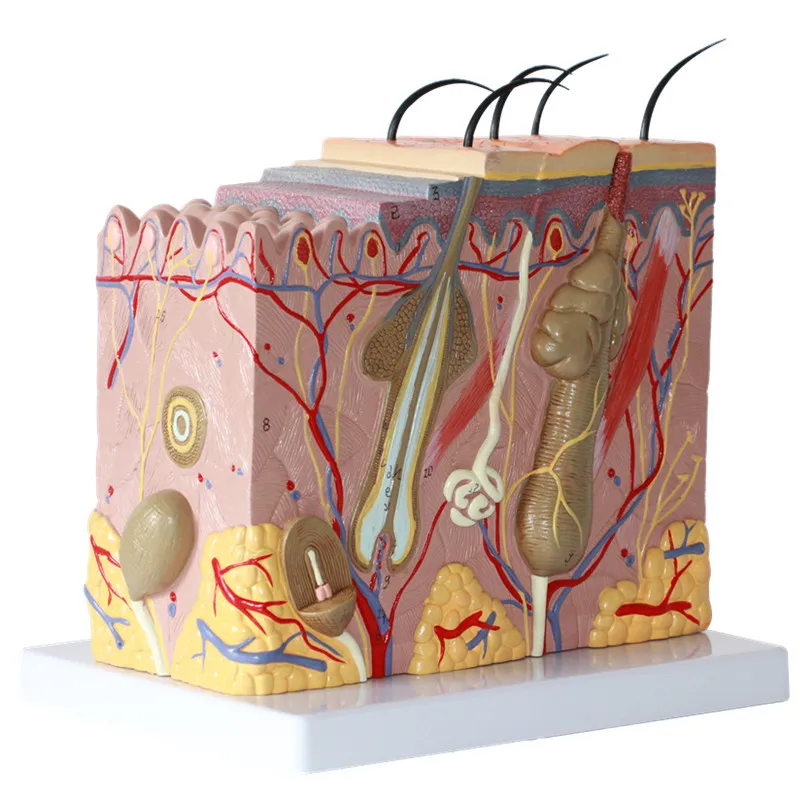 35 veces la piel humana estructura de la capa de cabello agrandada modelo anatómico diseño del cráneo de la cara pele anatomia anatomía facial modelos