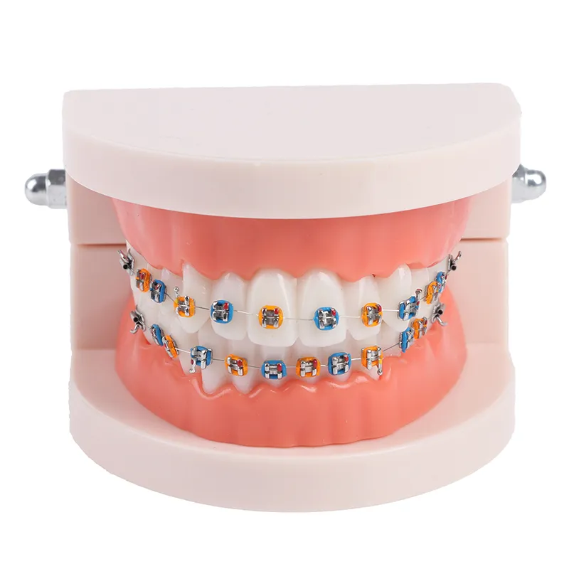 Metal cfb playoff bracket Dental Orthodontic Teeth Model for School ...