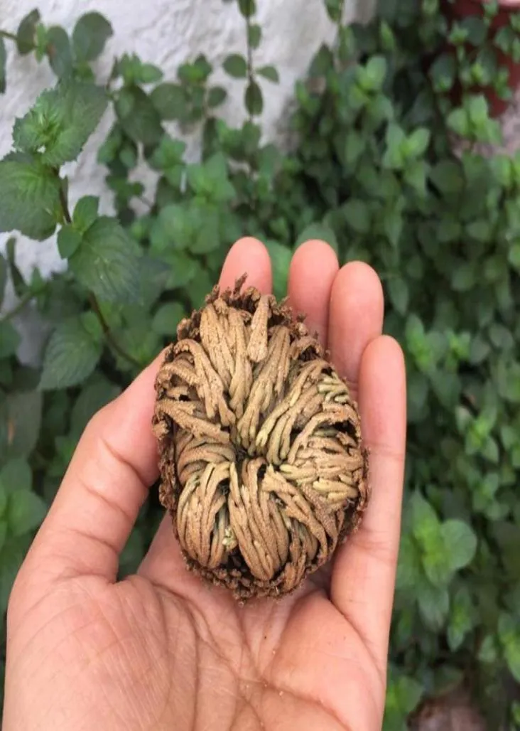 Nouvelle plante de résurrection magique Rose de Jericho Dinosaur Plant Air Fern Selainella Moss Dry Bonsai Plants DIY HOME GARDEN3639154