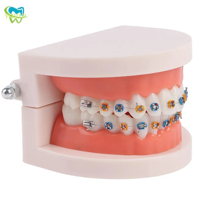 Metal cfb playoff bracket Dental Orthodontic Teeth Model for School ...