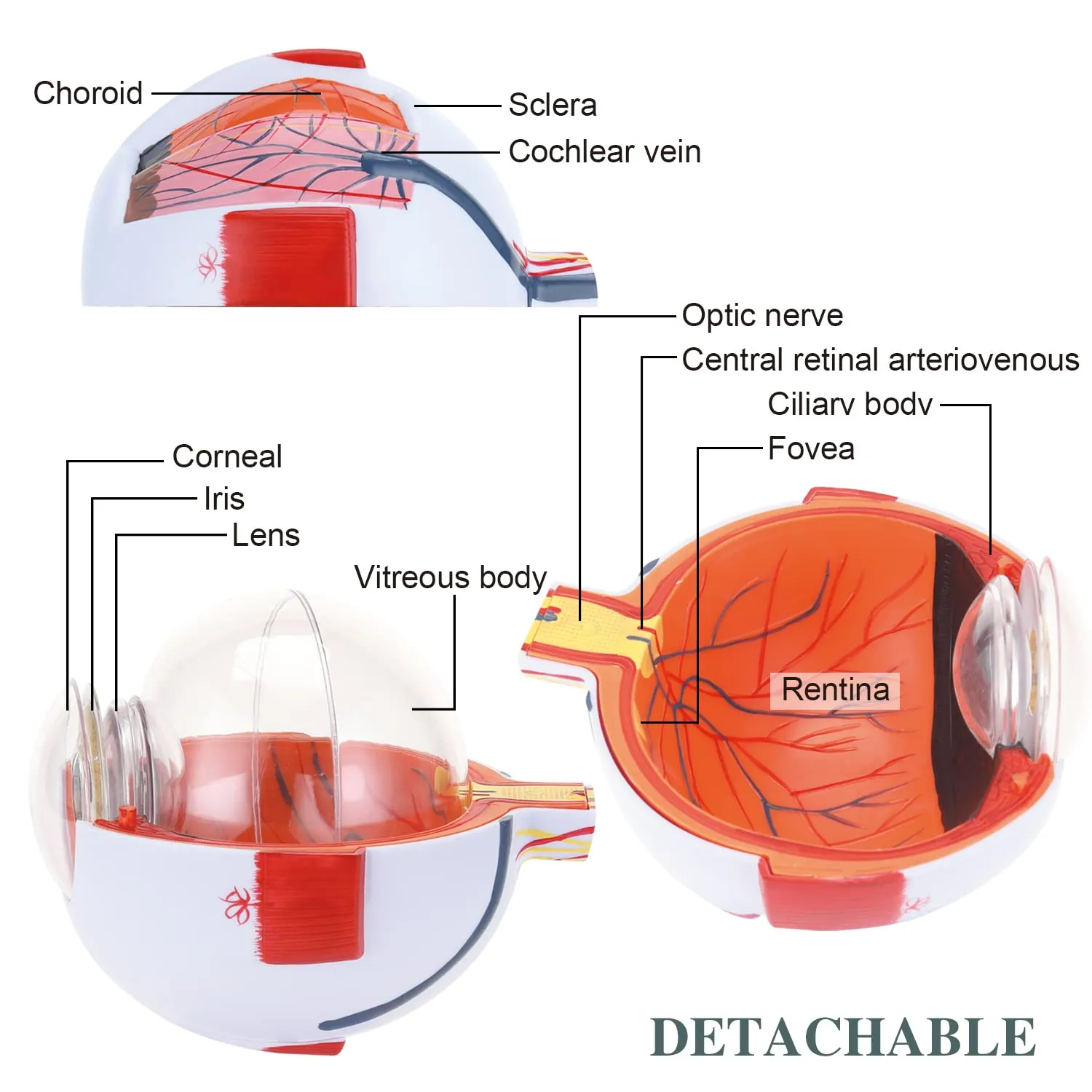 Menschliches Augenmodell 6x mit abnehmbarem Stand anatomischer Augapfelmodell für wissenschaftliche Klassenzimmerstudien medizinische Ausbildung vergrößert
