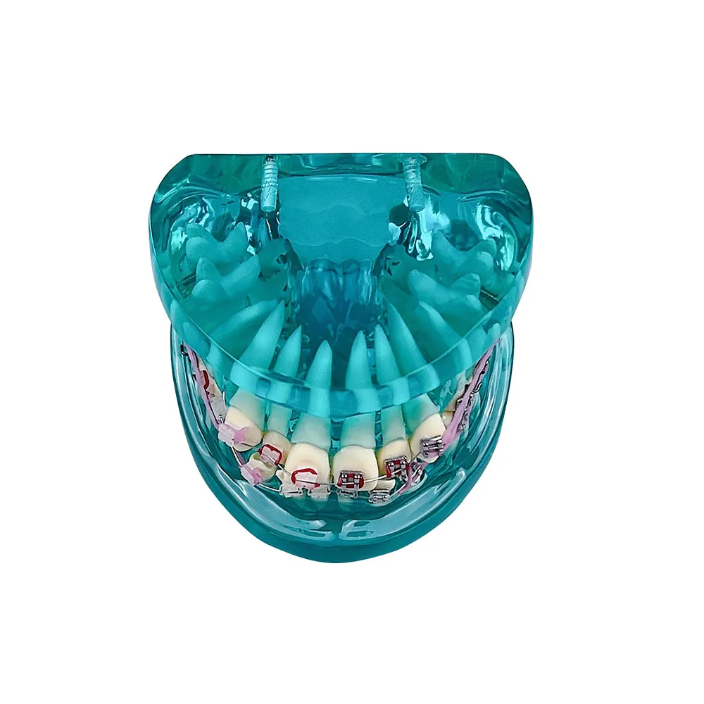 Modello di denti Modello ortodontico dentale per il tecnico dentista Dental Dental Studying Communication medico-paziente