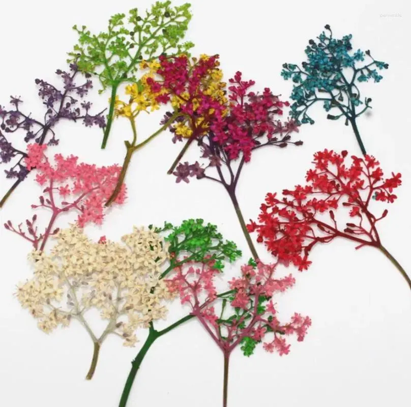 Kwiaty dekoracyjne 100pcs Dressed Suszony Sambucus adnata Wall Flower Plant Herbarium do makijażu biżuterii