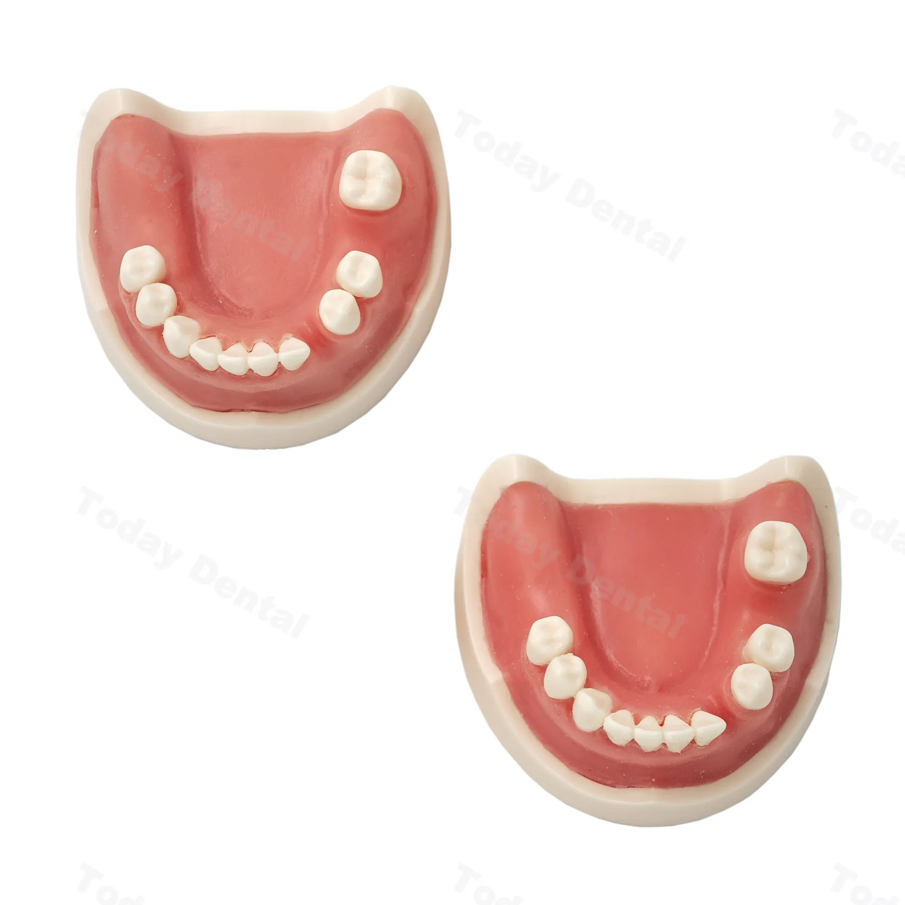 Modello di pratica dei denti dell'impianto dentale Modello di pratica per la formazione degli studenti dentisti SUGURE GUM GUM DEMO DEMO Medical orale