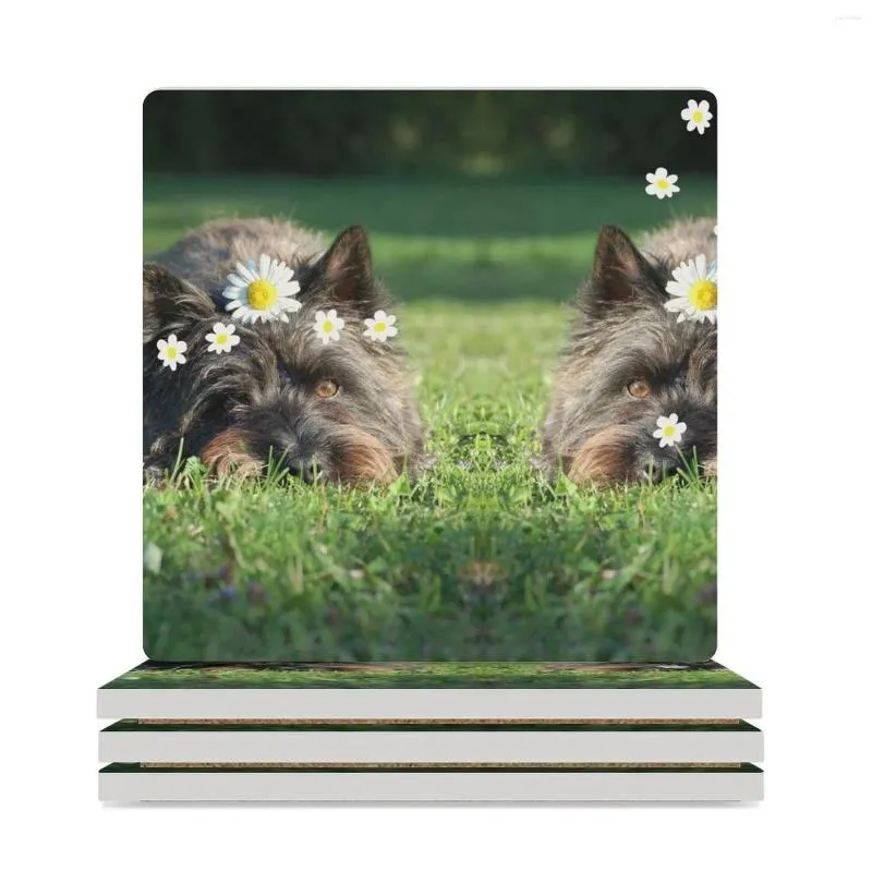 테이블 매트 검은 케언 테리어 개는 데이지 세라믹 코스터 (정사각형) 머그 세트 냄비 귀여운 부엌과 함께 잔디에 누워