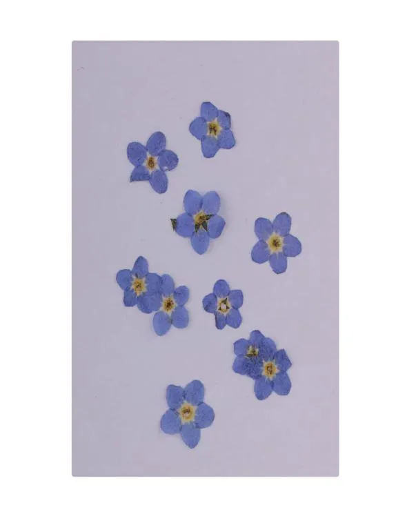 30 pezzi naturale dimenticatemenot veri e propri fiori di fiori secchi Accessori per nail art per la custodia del telefono fai -da -te Ornament 8632965