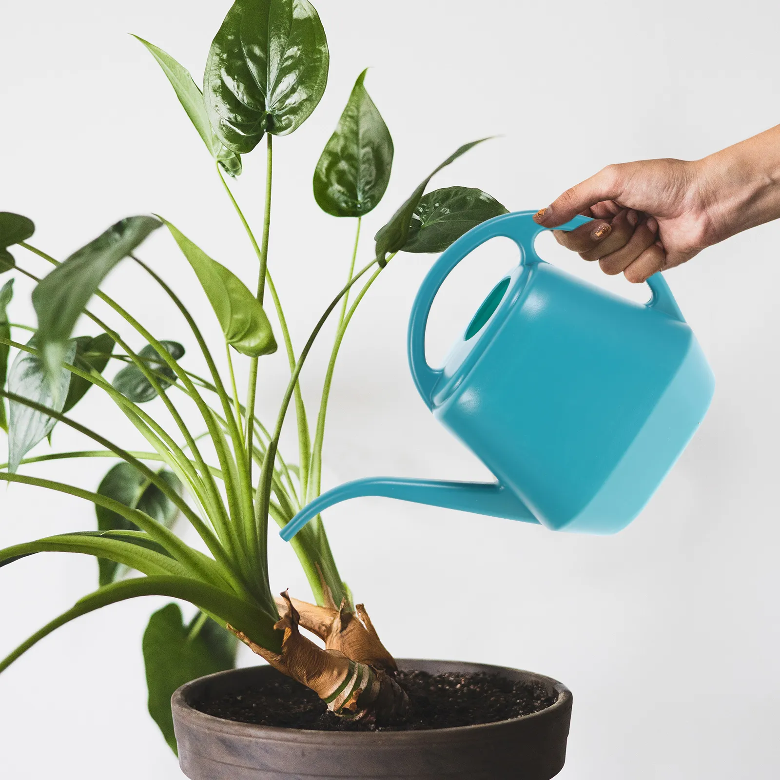 Small Long Spout Plastic Watering Can for Indoor Plants and Large Planters  from Dhgate BBQ Grills - price 10.53