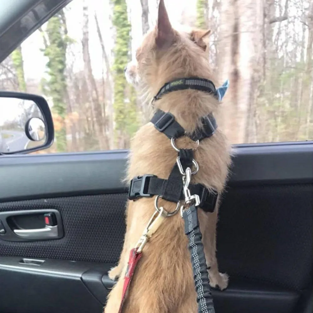 Midnight Blue Dog Safety Seat Belt – Joyride Harness