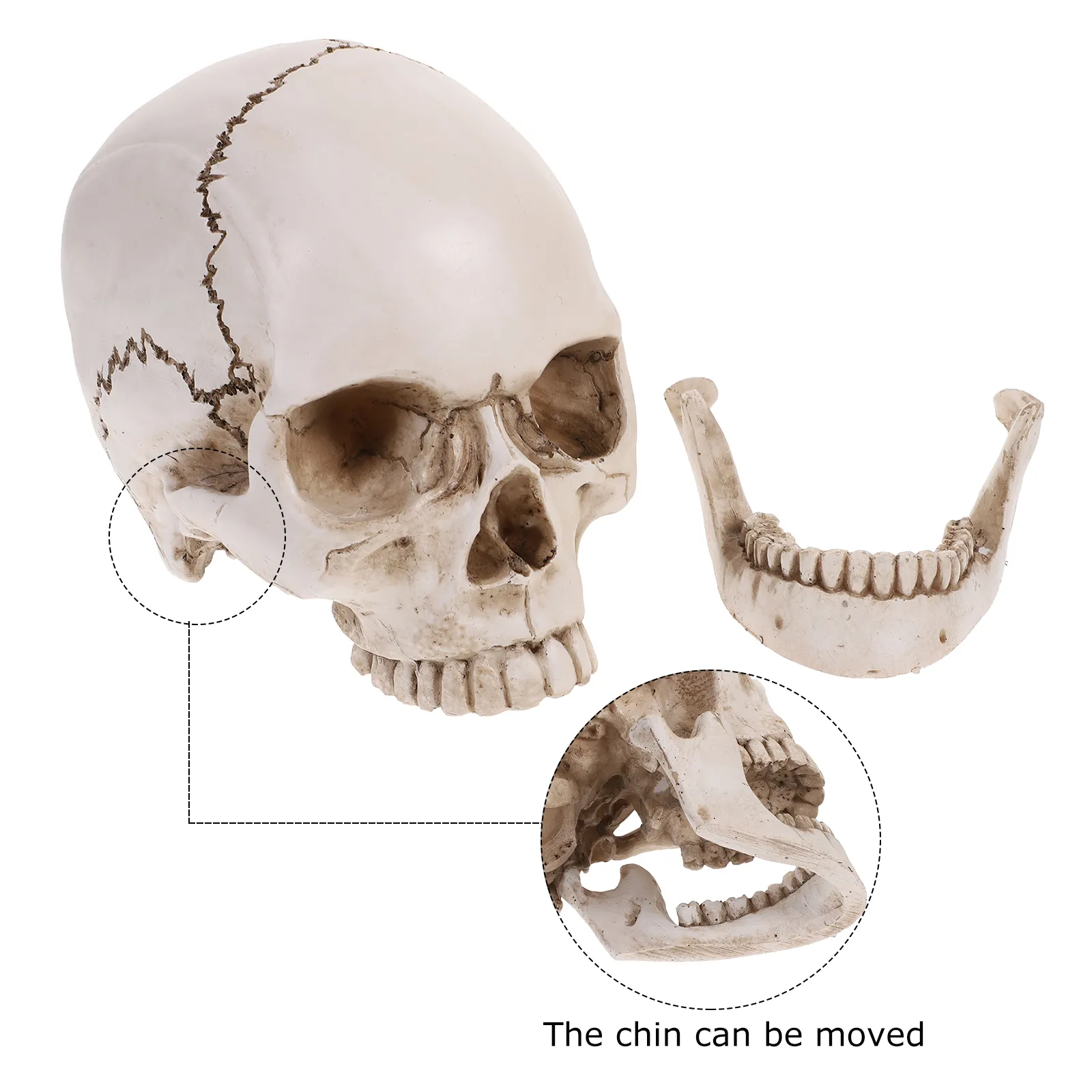 Anatomical Human Skull Model With Movable Teeth Resin, Medical, And ...