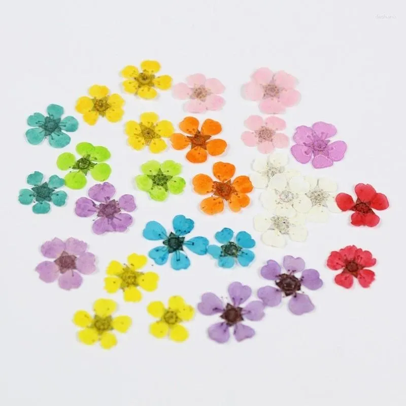 Flores decorativas 100pcs prensado Sorbaria Sorbifolia Flor para jóias de resina epóxi Fazendo maquiagem Face Nail Art Craft Acessórios Diy