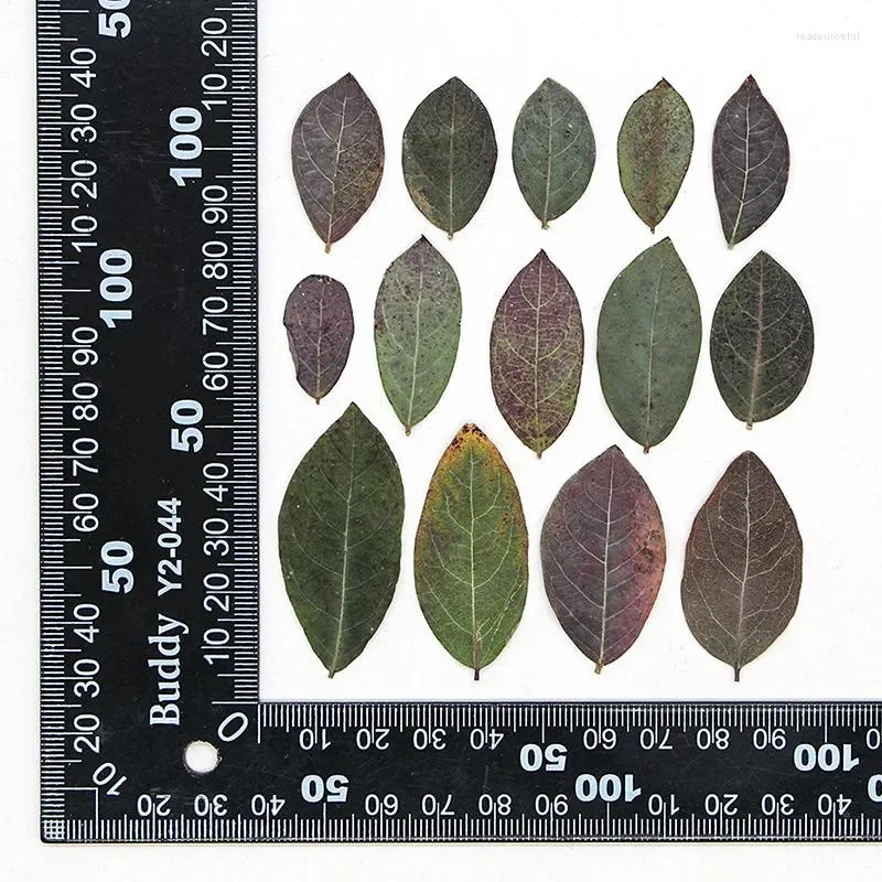 Decorative Flowers 60pcs Pressed Dried Glochidion Puberum Leaves Flower Herbarium Resin Epoxy Jewelry Card Bookmark Frame Phone Case Makeup