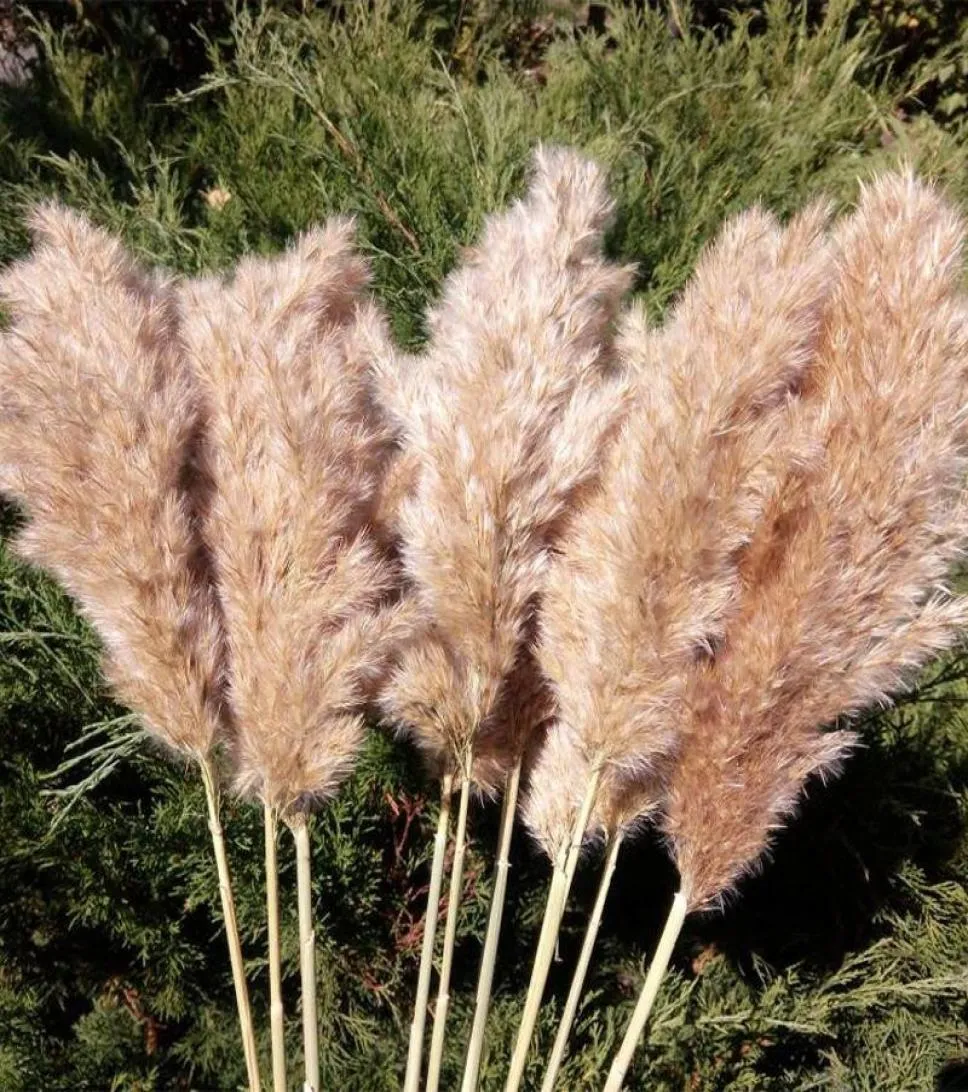 Stjälkar naturliga torkade pampas gräsblommor hög stor fluffig för hemmakontor bröllopshändelser dekoration rå färg plym blomma gäng s1976771