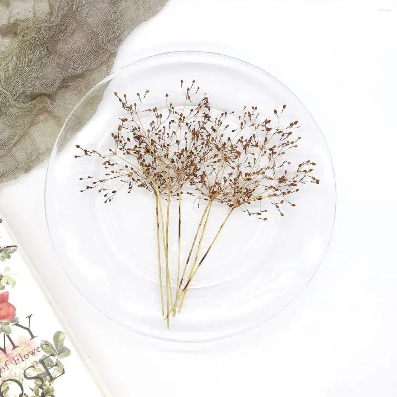 Decorative Flowers 60pcs Pressed Dried Fimbristylis Flower Herbarium For Resin Epoxy Jewelry Card Bookmark Frame Phone Case Makeup Lamp