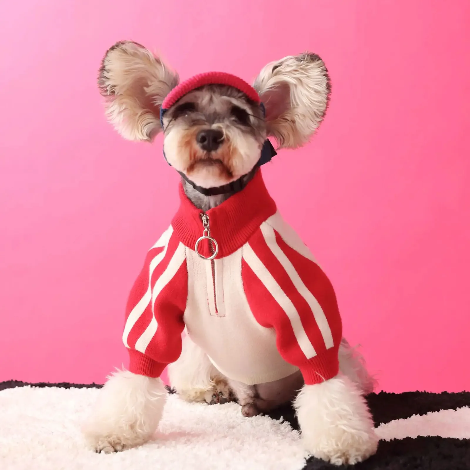 Mens Teddy Schnauzer Bears Sports Sweater Küçük Köpek Giysileri Sonbahar ve Kış Hardigan Yakışıklı Pet Wear 240402