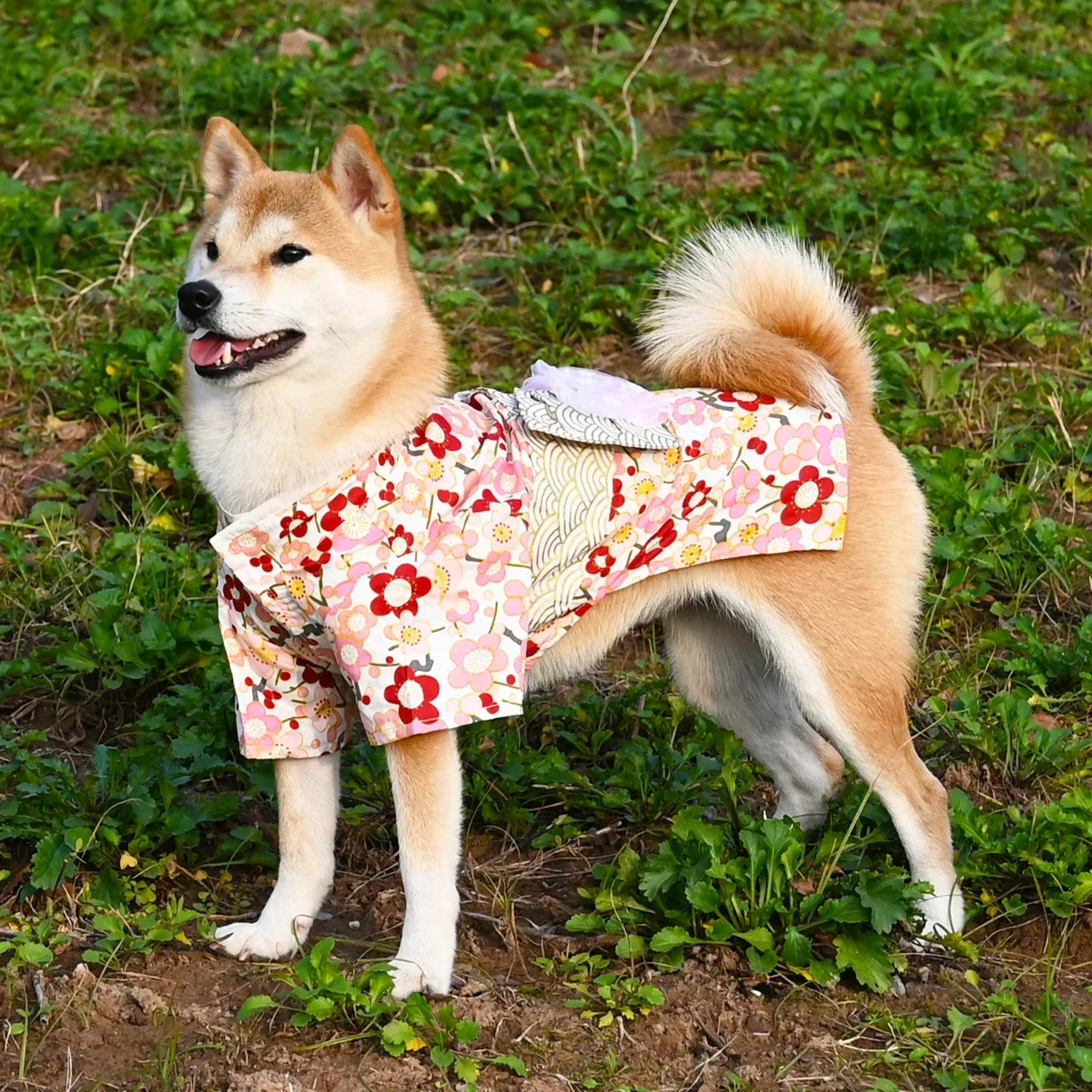 Japanese Dog Costumes: Finding the Right Fit & Style