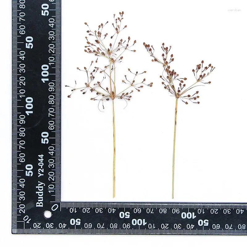 Flores decorativas 120pcs prensado Fimbristylis Flower Herbarium para resina Epoxy Jewelry Card Marcha de quadro de quadro Face Face Makeup