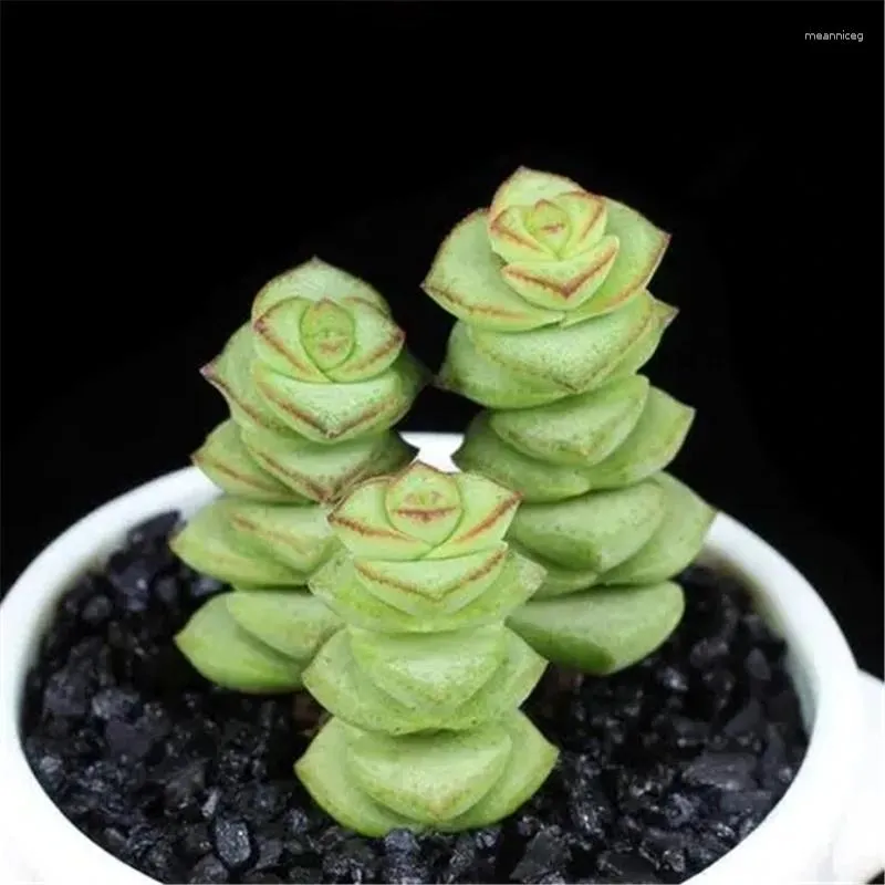 Decorative Flowers Simulated Succulent Plants Bonsai Echeveria Purpusorum Without Flowerpot Natural Artificial Flower Wishbone Bush Cactus