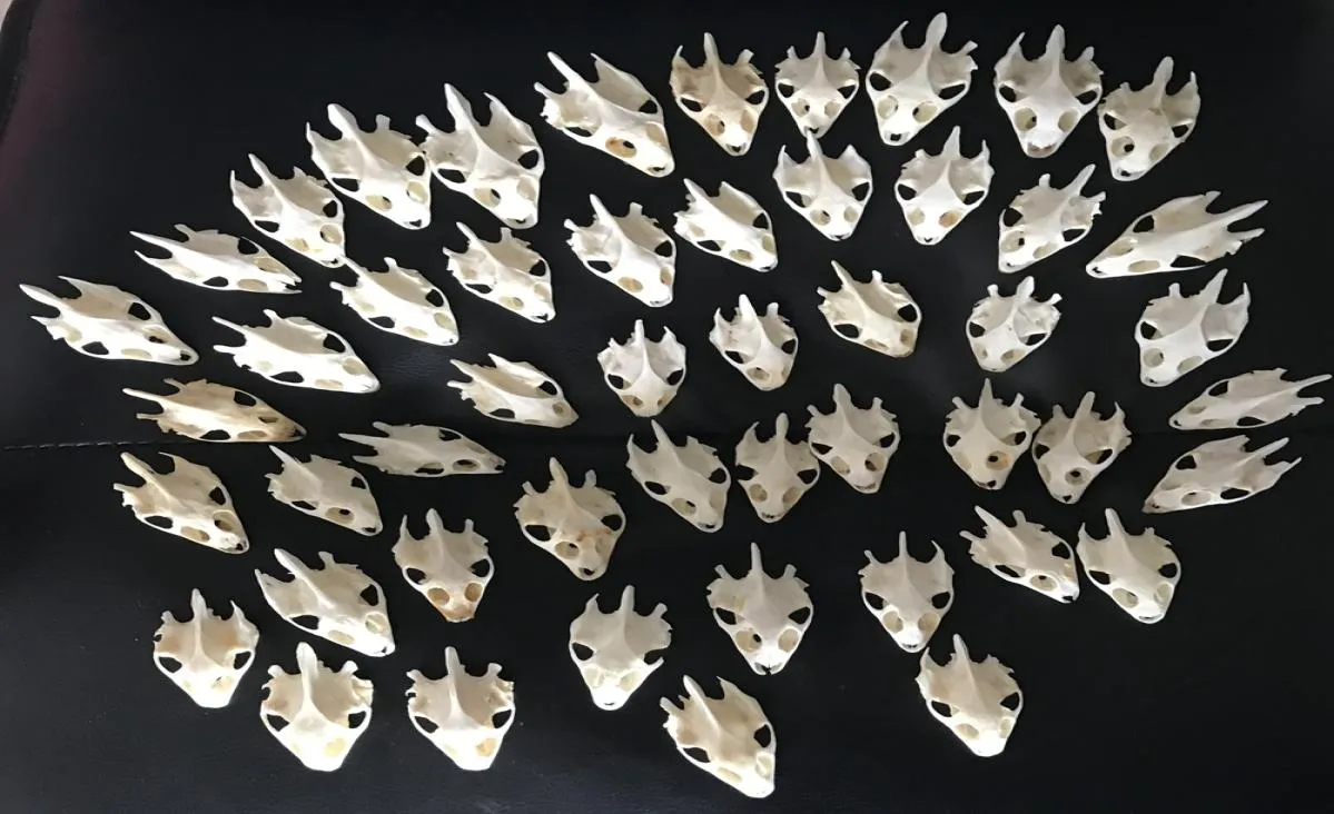 50pcs10pcs chincmys reevesiiタートルスカルクラフトジュエリーエドゥーカチ型剥製の奇妙な顎のない動物の頭蓋骨210314306181