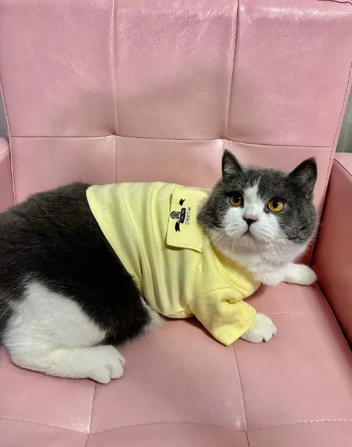 Yaz Yeni İnce Yelek Sevimli Moda Markası Pet Pamuk Tişört Kedi ve Köpek Universal Fransız Kovası Oyuncak Ayı Chenari