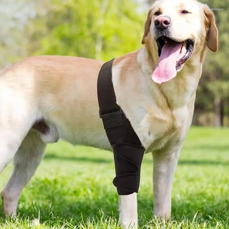 Supporto per tutore dell'anca per cani con 10 bastoncini posteriori gamba comoda e protezione traspirante per piccolo senior