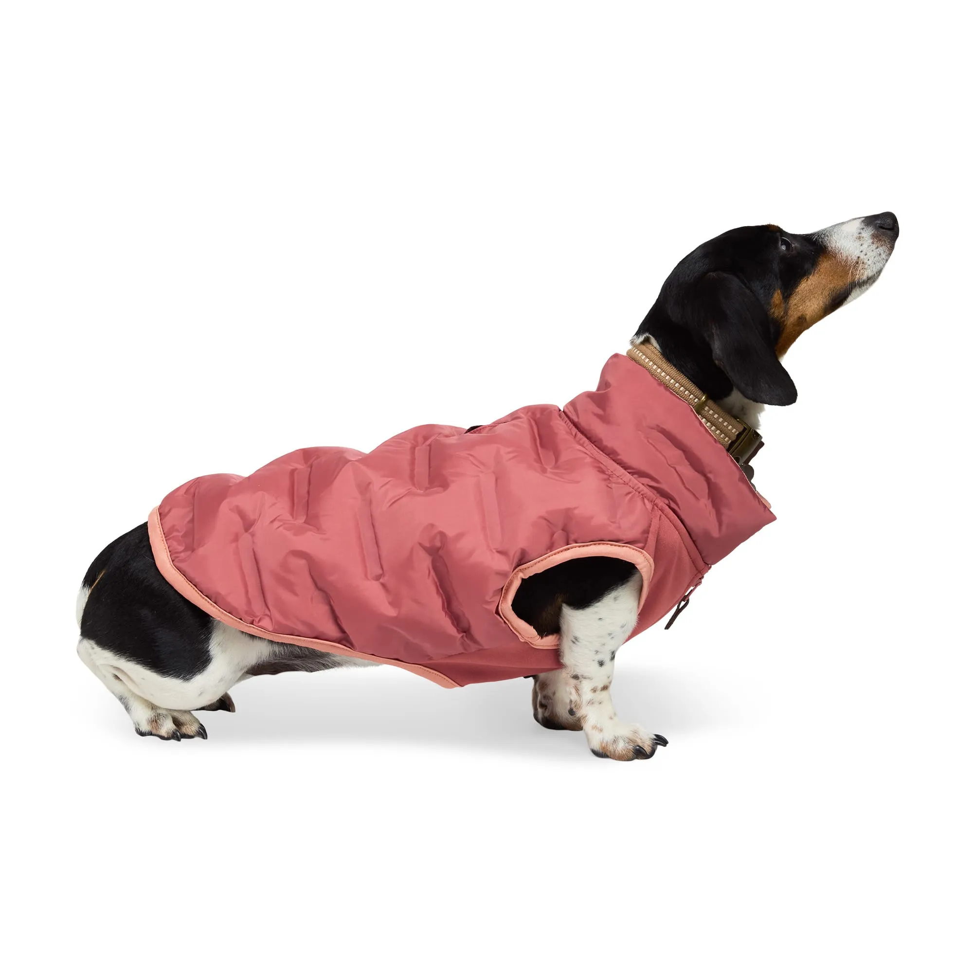 Baixe Imagensde Cachorrinhos | Wallpapers.com, image size:2000x2000