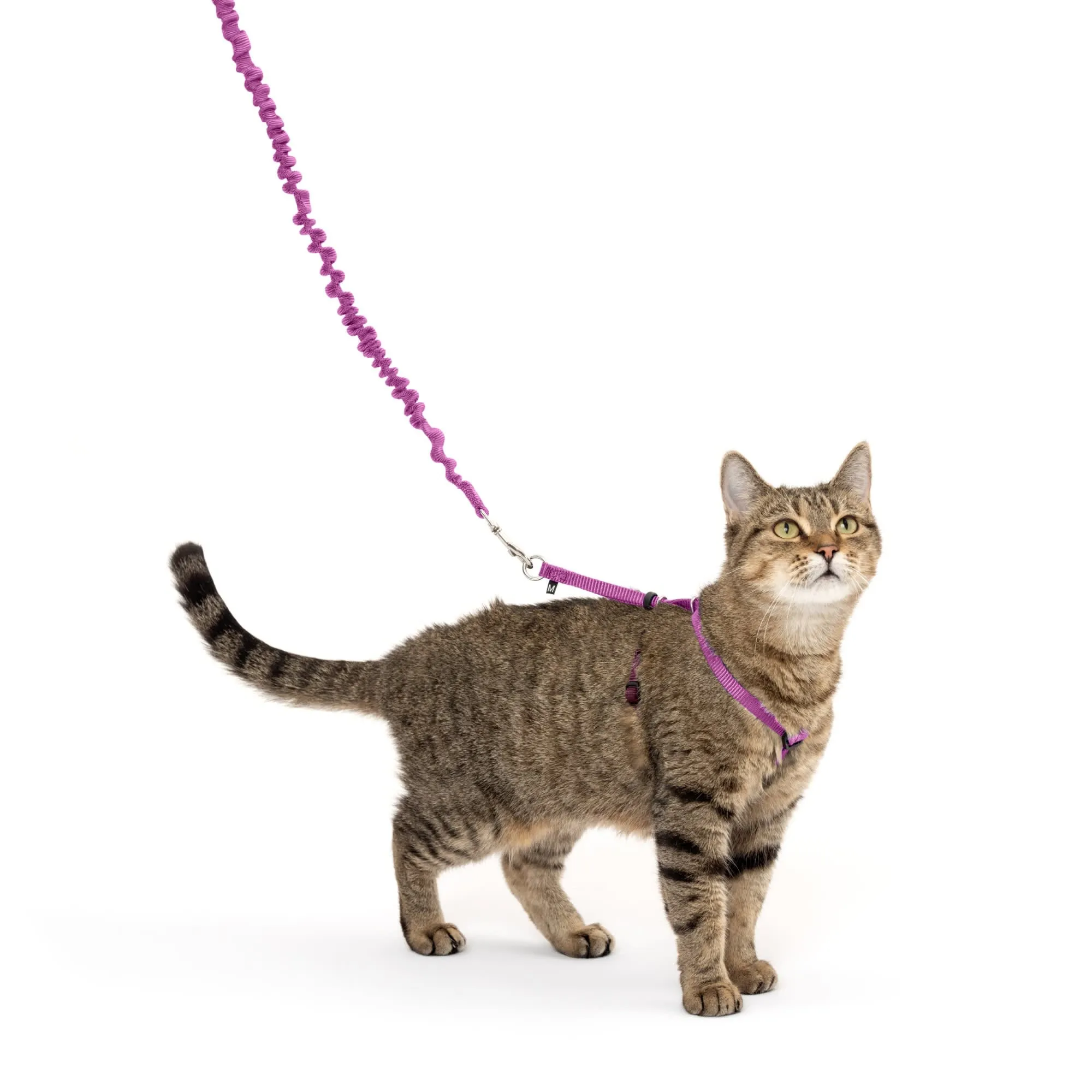 Dusty Rose Kitty Harness Vest Bungee Leash Medium Size, Shop Now!  Perfect petsmart cat leash alternative
