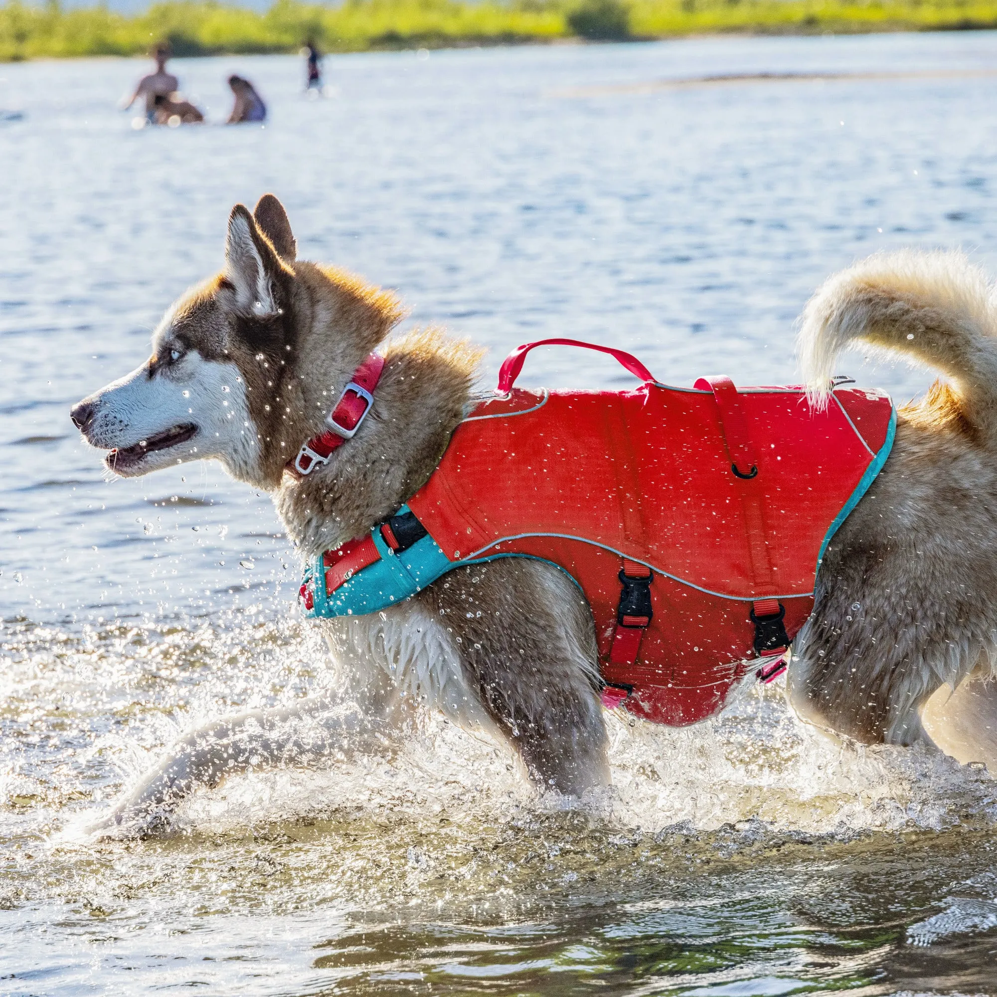 Curated visual reference: Picture Idea: 2025 Waterproof Safety Jacket For Big Breed Puppies With High