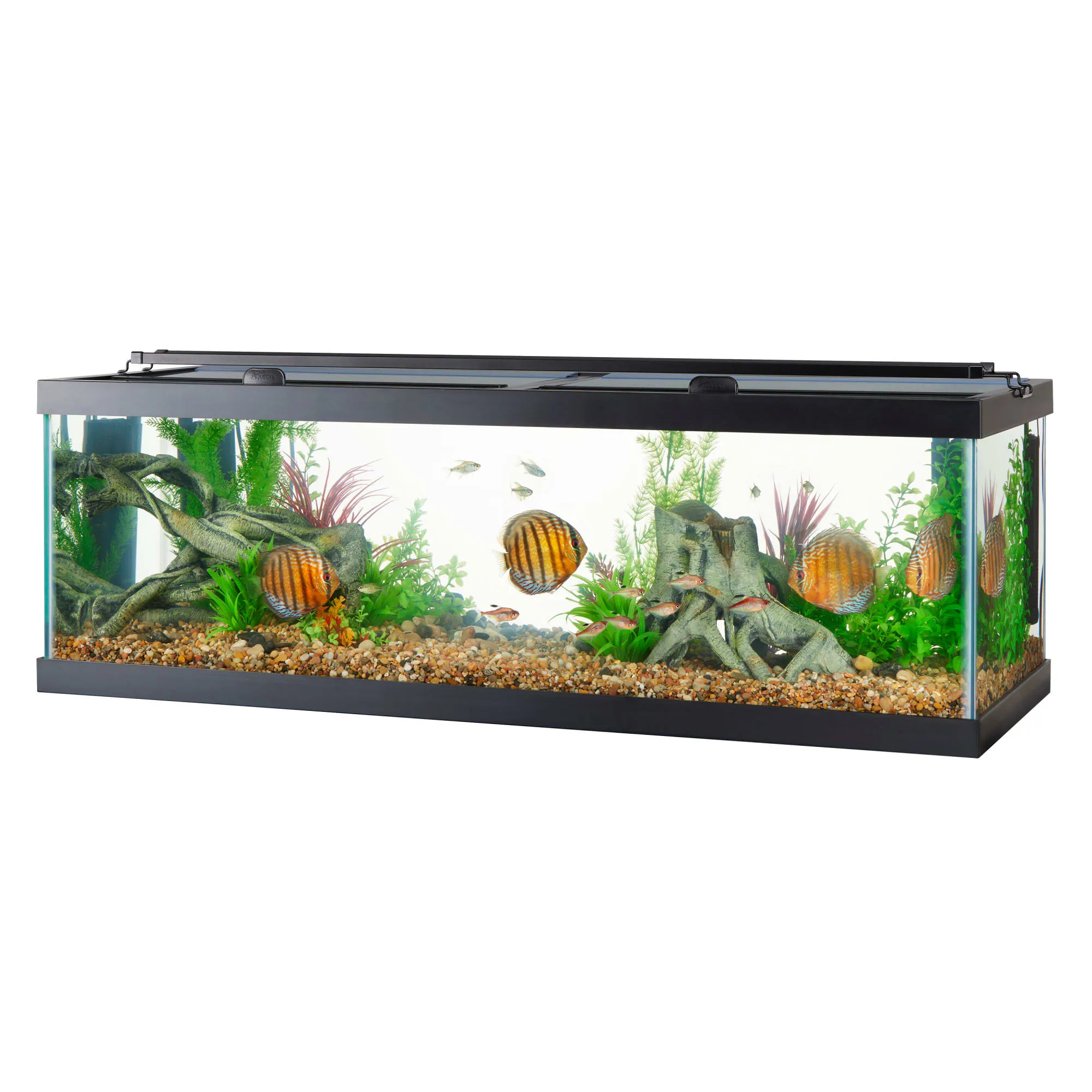 Rimless Tank 100 Gallon Fish Tank Petco Penn-Plax Disney Pixar