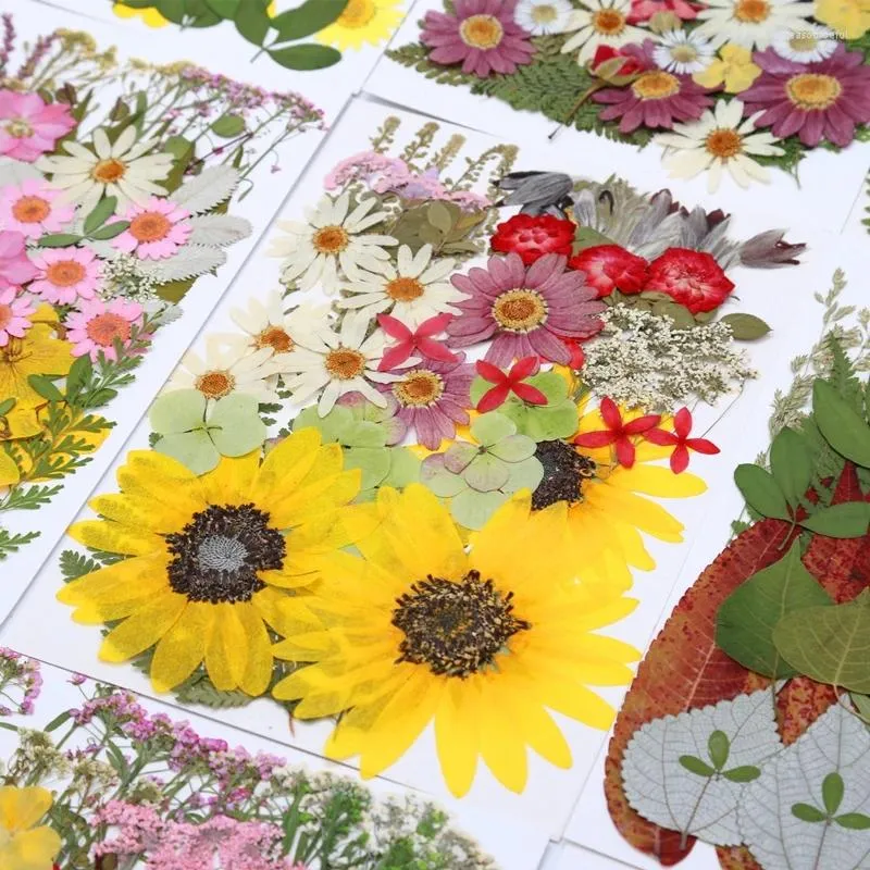 Flores decorativas prensadas seco variado Herbário de planta de flores para cartas de posta